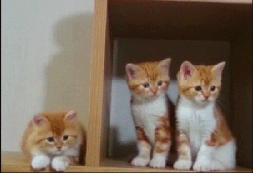 Kediler, hayvanlarda senkron olayının kralı