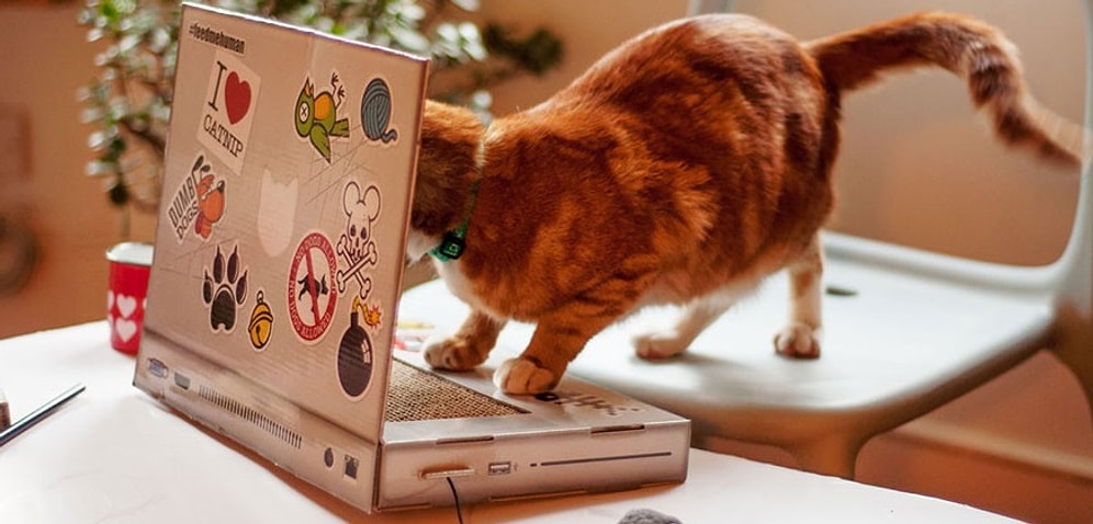 Топ-20 остроумных комментариев: шедевры народного юмора