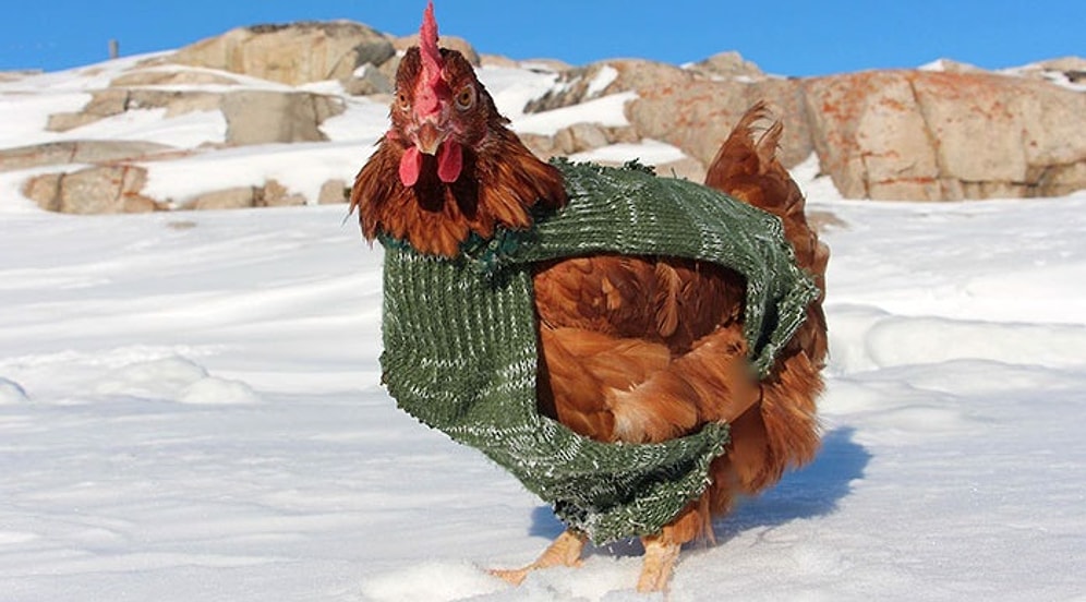 Пернатая путешественница: курица отправилась в кругосветку вместе со своим другом