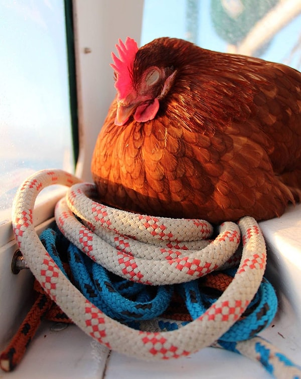 7. «Она идеально адаптировалась к этому – и вскоре почувствовала себя вполне комфортно»