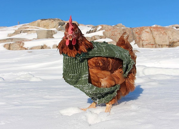 12. Курочка бесстрашна, даже низкие температуры не способны ее сломить