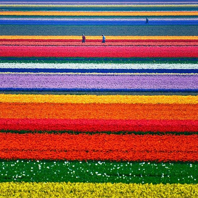1. Tulip Fields, Netherlands