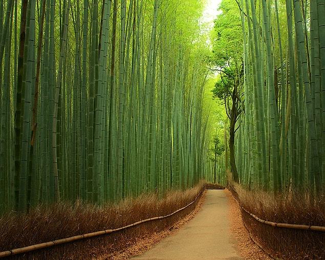 5. Bamboo Forest, Japan