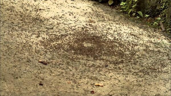 Karıncalar, etrafta gezindikleri süreçte arkalarında feromon izlerini bırakırlar.