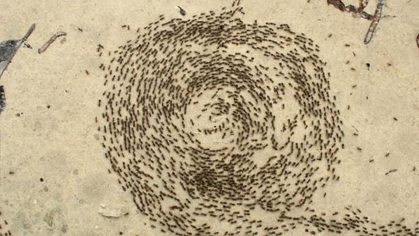 Karıncaların yön bulma sisteminin temeli olan bu iz sürme olayı, feromon güçlendikçe daha etkili oluyor.