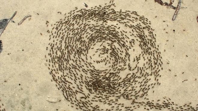Karıncaların Toplu Ölümüne Sebep Olan İlginç Bir Doğa Fenomeni: Ölüm Çemberi