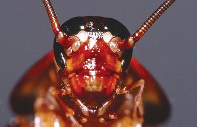 Hamam Böceği Hakkında Muhtemelen Daha Önce Duymadığınız 15 Enteresan Bilgi
