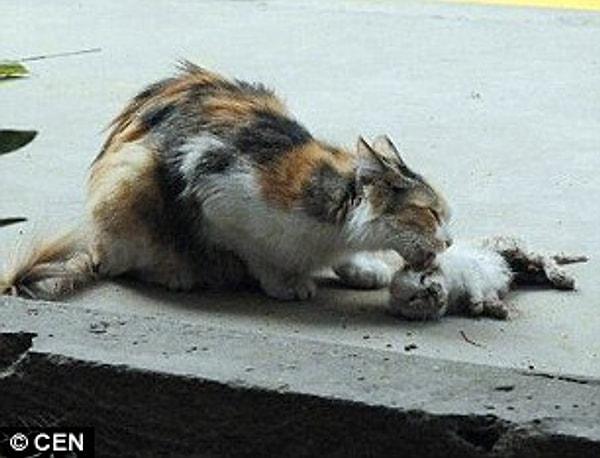 Üzücü görüntülerde kedilerin bıçaklanarak öldürüldüğü, hatta içlerinden birinin kafasının kesildiği görülüyor.