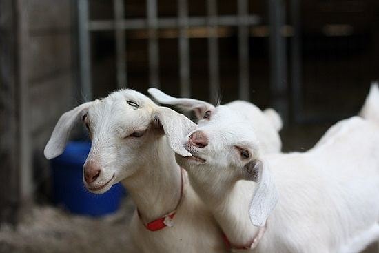 Mutluluk Neydi? Mutluluk Bir Kutu İçinde Kapımıza Gelen Peluş Bir Keçiydi