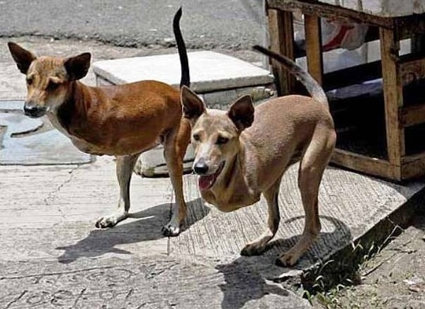 25. А это Кьют и Бэмби, две собаки, рождённые только с двумя лапами. Живут они на Филиппинах. Из-за их сходства с прыгучими австралийскими животными, местные жители называют их "собаки-кенгуру".