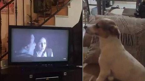 Korku Filmi İzleyen Küçük Köpeğin Aşırı Sevimli Tepkisi