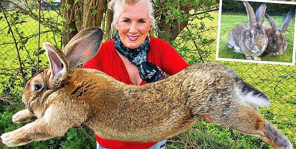 4. Darius adındaki bu tavşan dünyanın en büyük tavşanı, tam olarak 50 kilo