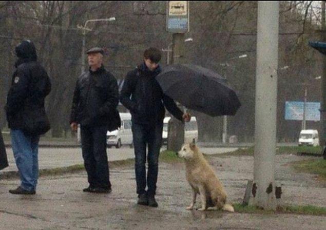 1. This young man waiting at the bus stop didn't want this cute dog to get wet.