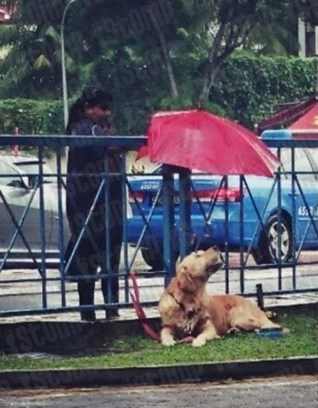 11. Another person in Singapore tries to protect this dog, whose owner tied and left it there, from the rain.