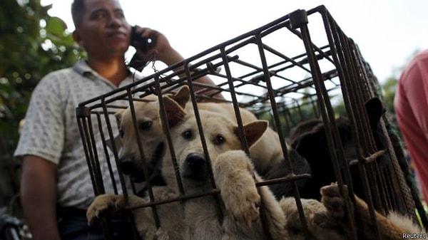 Köpekler 1600 km uzaktan getiriliyor ve aktivistler yolda köpeklere yemek veya su verilmediğini söylüyorlar.