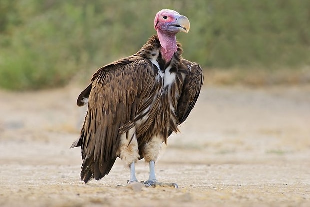 Akbaba