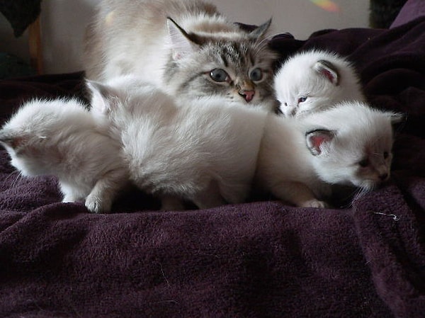 11. Ааааа, они же сейчас убегут!