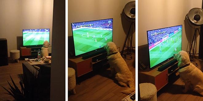 Maç İzlemekten Aşırı Keyif Alan Futbol Delisi Köpek