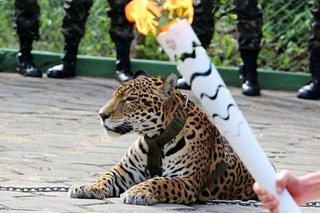 Brezilya'daki Olimpiyat Meşalesi Merasiminden Kaçan Jaguar Vurularak Öldürüldü