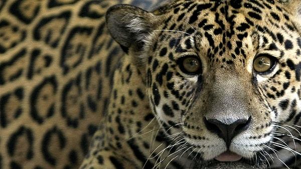 Dünya Doğa ve Doğal Kaynakları Koruma Birliği'ne göre jaguar, Uruguay ve El Salvador'da çoktan yok olmuş ve yakın tehdit altında bir hayvan türü