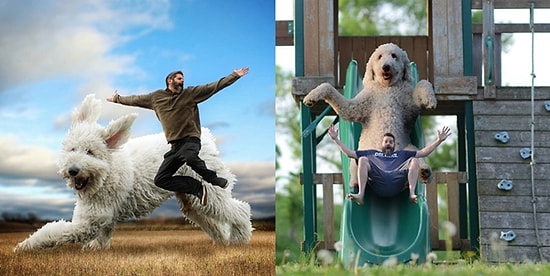 Canı Sıkılmış Fotoğrafçı ve Köpeğinin Bir Araya Gelmesiyle Ortaya Çıkan 21 Renkli Fotoğraf