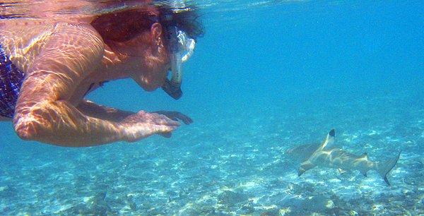 Karayiplerdeki köpek balıklarının insanların denize girdiği kıyılarda sık sık kendilerini gösterdiği biliniyor.