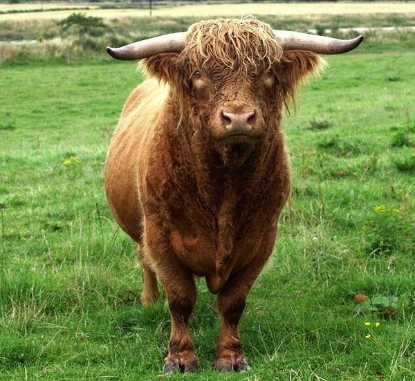 4. Мастурбаторы животных