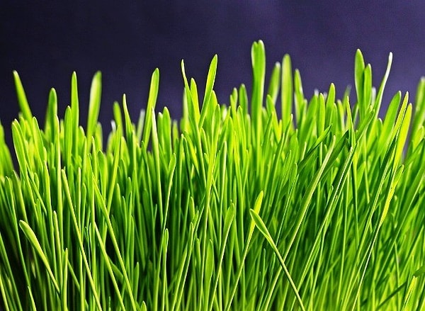 18. Наблюдатель за ростом травы