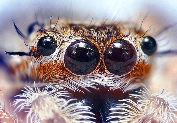 9. Tarantulaların 8 gözü vardır fakat buna rağmen net göremezler. Ayrıca dişi tarantulalar, erkeklerden daha büyüktür ve çok daha uzun yaşarlar.