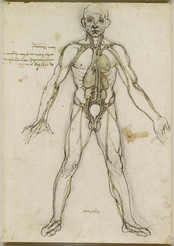 2. Kalbi, diğer bazı iç organları ve vücudun ana arterlerini gösteren çizimi.