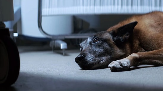 Трогательная реклама, призывающая не бросать животных