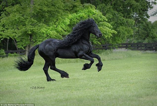 Frederik belongs to a breed from Holland: Friesian