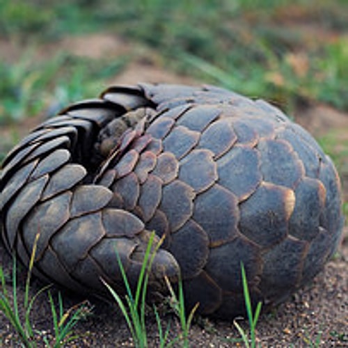 Memeli bir kozalak; Pangolin! 😍😌