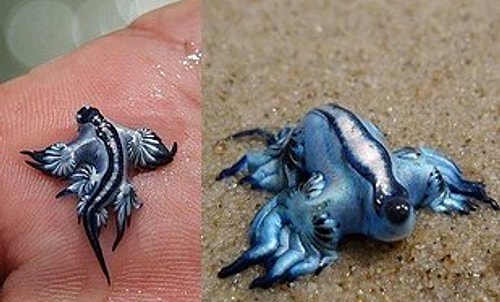 Mavi Deniz Salyangozu o.O Yaa gelse elimizde yürüse pıtı pıtı... Pokemon mudur nedir!