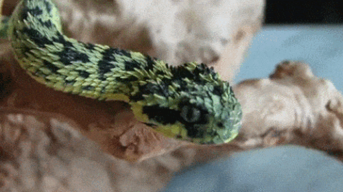 Atheris isimli minnoşumuz. (!)