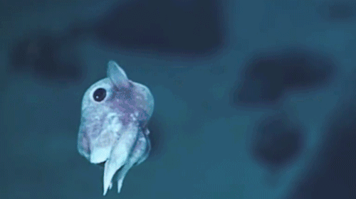 Grimpoteuthis: Dünyanın en şapşal ahtapotu! ^^