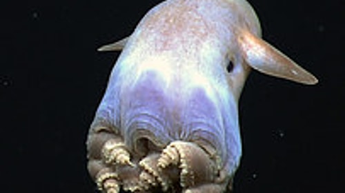 Grimpoteuthis: Dünyanın en şapşal ahtapotu! ^^