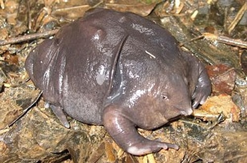 Mor Hint Kurbağası ama daha çok pudinge benzemiyor mu? ^^