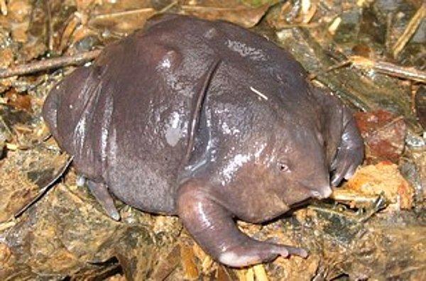 9. Mor Hint Kurbağası ama daha çok pudinge benzemiyor mu? ^^