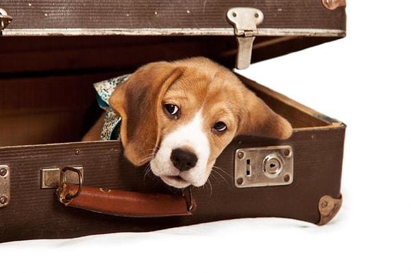 23. Amerika'daki 21 hava limanlarında görev yapan beagle cinsi köpekler, her yıl 75,000 yasa dışı eşyanın ülkeye girişini engellemektedir.