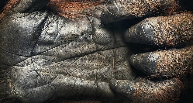 4. Hand of a 44 year-old orangutan