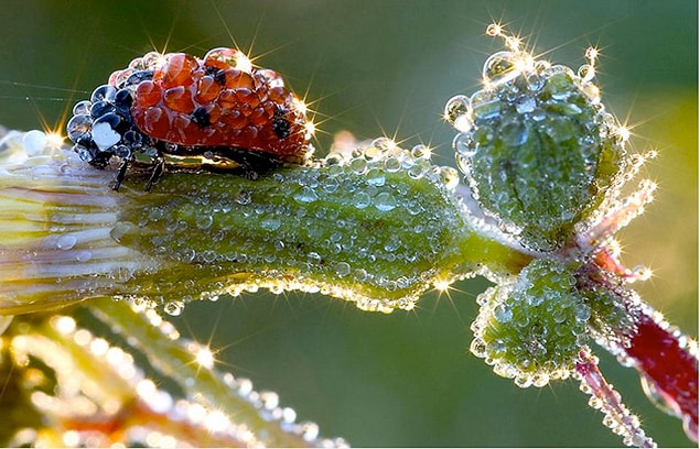 6. Ladybug after the rain