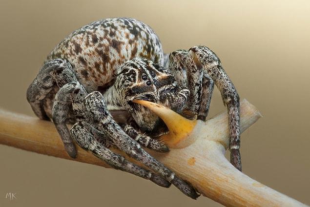 16. Spider cleaning its teeth