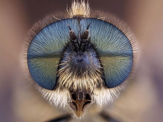 20. Type of a fly