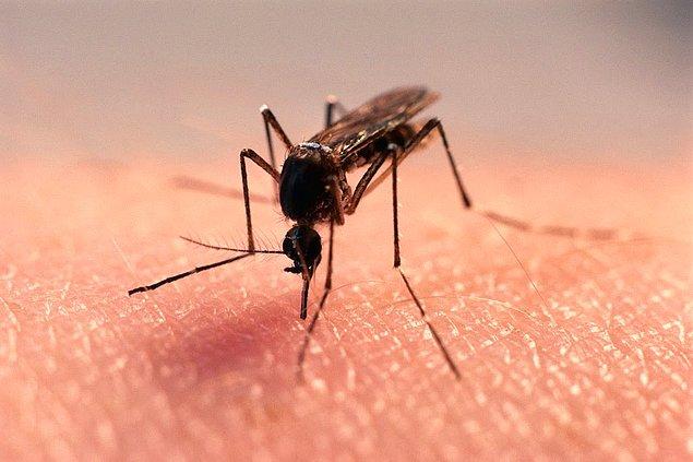 10. Bir sivrisinek, zayıf metabolizmasından dolayı 24 saatlik günün yalnızca 1-2 saatinde aktiftir.