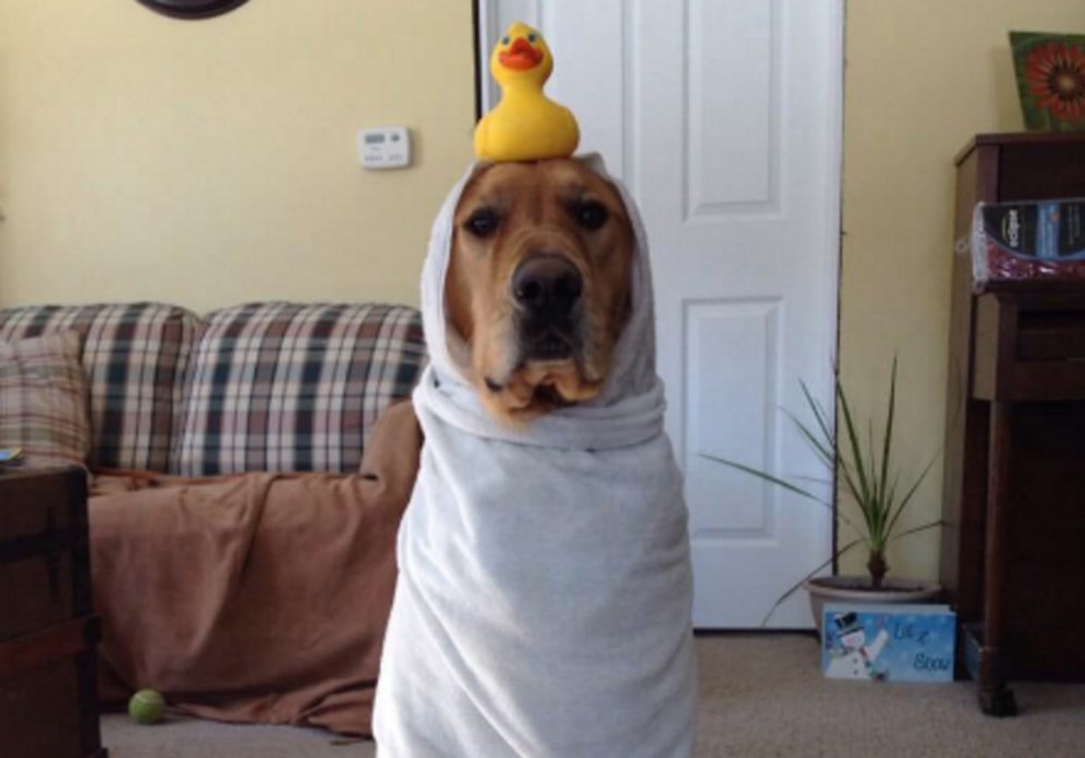 Görünce Kendinizi Gülümsemekten Alamayacağınız 19 Minnoş Köpek