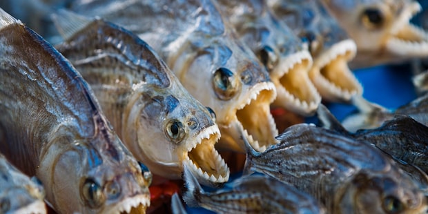 Aclik Durumunda Kendi Turunu Bile Yiyen Piranalarla Ilgili Hayrete Duseceginiz 13 Ilginc Bilgi