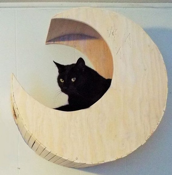 6. Настенная Луна для вашего усатого любимца