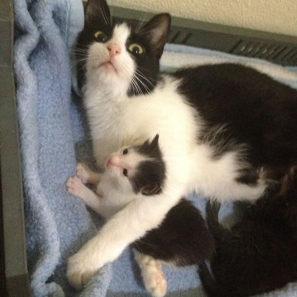 8. "Мой малыш просто не мог написать на ковер! Вы его с кем-то перепутали!"