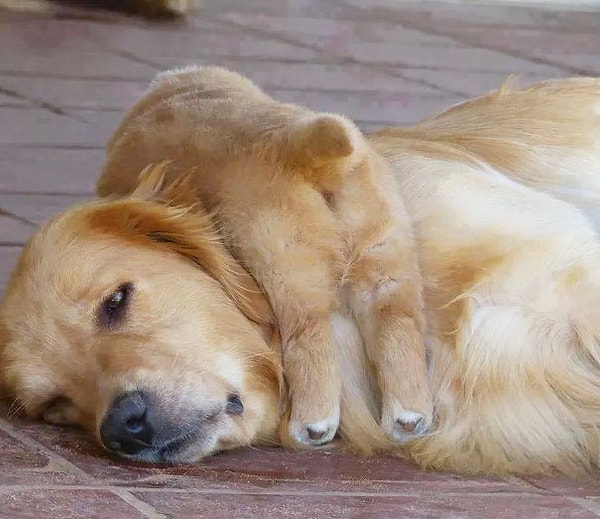 12. "Вот так и спим..."